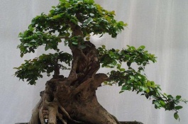 榆树种子有哪些品种，观赏性榆树种植