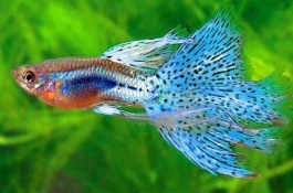 现在凤尾鱼一斤多少钱，鳊鱼养殖前景分析