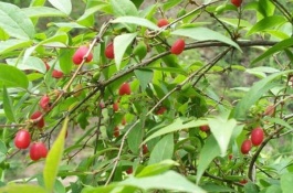 脆桃有几个品种