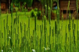 西农系列小麦品种哪个高产，西农511小麦品种介绍