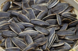 葵瓜子在中国的产地在哪里，葵瓜子有哪些常见品种