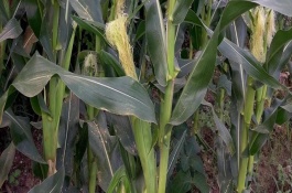 郑单958玉米品种介绍，播种玉米的注意事项