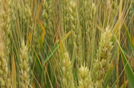 芒种忙什么，芒种都忙些什么