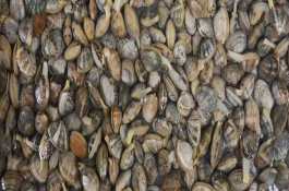 黄贝产地在哪里，黄贝产地在哪里