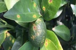 阿维高氯主要作用，防治蔬菜虫害