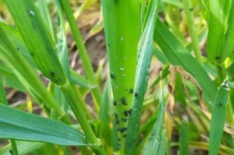 高产抗病抗倒的小麦品种有哪些，百农4199