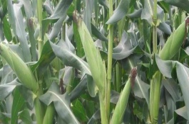 富尔931玉米种子积温是多少，富尔931玉米品种介绍