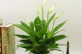 水培白掌养殖方法，白掌的繁殖方法