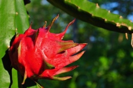 如何种植火龙果