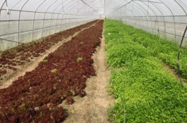 温室种植生菜要高产，对水肥有什么要求，合理浇水及注意事项