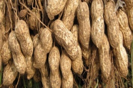 花生品种介绍，鲁花14号