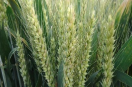 中信麦28小麦品种怎样，中信麦28小麦品种介绍