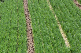 陶氏优先除草剂作用，陶氏优先除草剂的使用方法