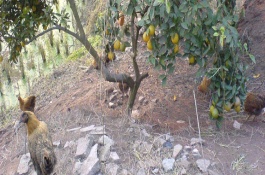 果园养什么好，果园里养殖需要搭棚吗