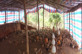 养鸡喂玉米好还是稻谷好，鸡吃整粒的玉米好吗