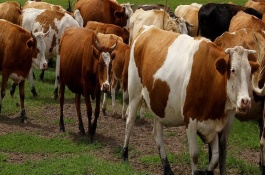 牛羊饲料添加剂是什么，牛羊饲料添加剂