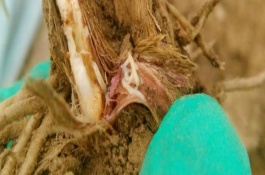 韭蛆用什么农药可以杀死，韭蛆用什么农药可以杀死