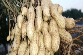 益花一号花生品种介绍，益花一号的株高为48cm