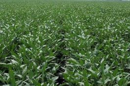 大豆产地在哪里，优质品种有哪些