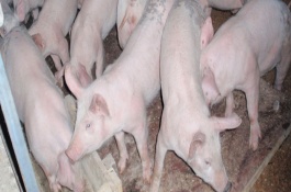 小猪黄白痢的特效药，小猪黄痢的特效药