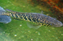 山东乳山市有哪些特产，乳山紫海胆