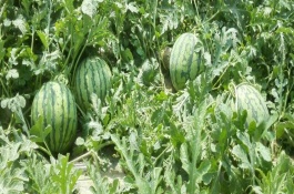 新地甜陆露西瓜品种介绍，新地甜陆露西瓜品种介绍
