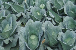 芒种季节种什么农作物,芒种季节一般可以种植甘蓝