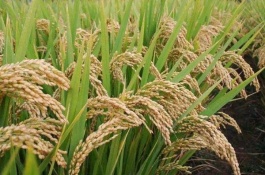 养殖方法：斑马万年青，斑马万年青的养殖方法