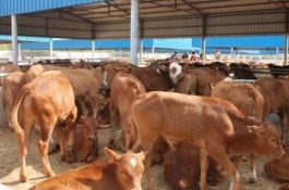 观音竹养殖方法，观音竹的繁殖方法