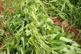 芒种适合种植什么蔬菜，芒种适合种植空心菜