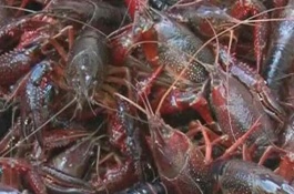 小龙虾的价格是多少，养小龙虾赚钱吗