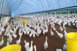 简易养鹅大棚建设方法，鹅群的管理技术