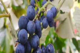 甜橙品种大全，哈姆林甜橙