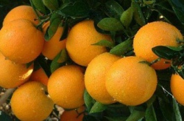 什么时候种植冰糖橙