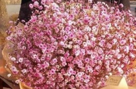 满天星有哪些常见品种，蔓枝满天星