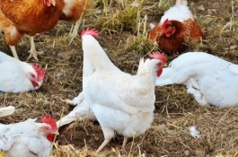 牛蛙养殖技术，牛蛙的养殖要点