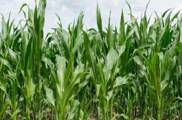 富民88玉米种特征特性,富民88玉米品种介绍