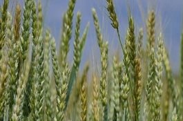 齐民12小麦品种介绍，该品种为冬性小麦