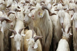 羊吃的饲料有哪些，幼羊育肥饲料配方