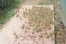 养殖青蛙喂什么，幼蛙的饲养管理