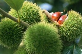 哪个品种品种好吃