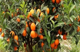 沃柑产地在哪里，沃柑品种有哪些