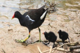 黑水鸡养殖利润，养黑水鸡投资大吗