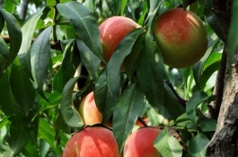 冬天怎么养散尾葵