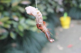 花龙虾一斤多少钱