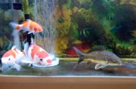 黄写锦鲤的产地在哪里，常见锦鲤品种有哪些