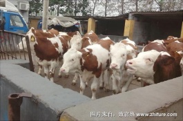 有哪些特产可以带走通辽市，开鲁红干椒