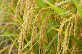 怎样养盆栽虎刺梅，虎刺梅的繁殖方法