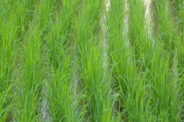 种水稻在什么节气，不同地区的水稻安全播种期