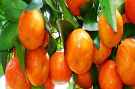 樱桃苗品种介绍较好，俄罗斯8号樱桃苗含香樱桃苗